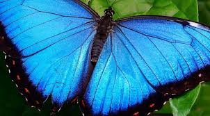 blue butterfly