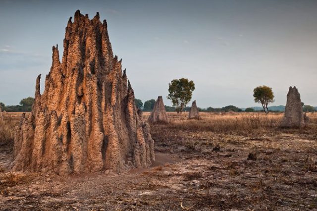A-Brazilian-Forest-Harboring-200-Million-Termite-Mounds-Spotted-696x464